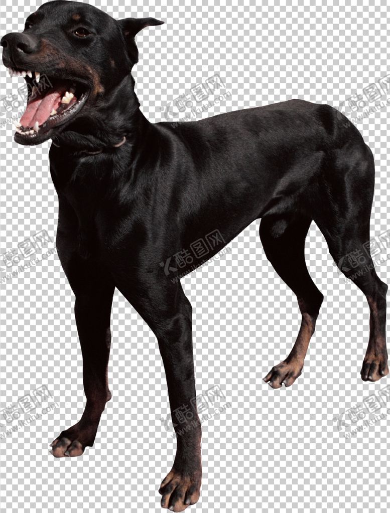 编号：22332609231135212394【酷图网】源文件下载-黑狗