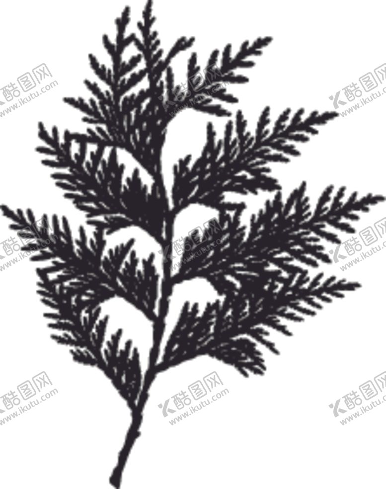 编号：61978107082109527231【酷图网】源文件下载-植物系列树叶