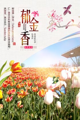 郁金香