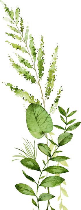 手绘植物叶子