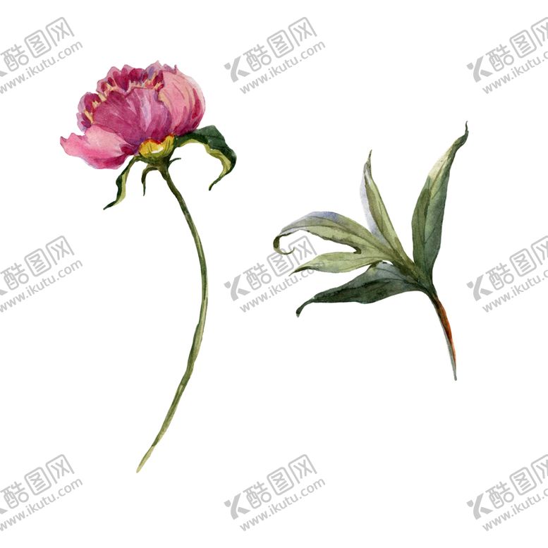 编号：33449907071554025401【酷图网】源文件下载-手绘植物