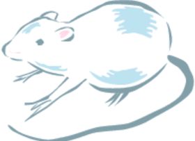 玉鼠