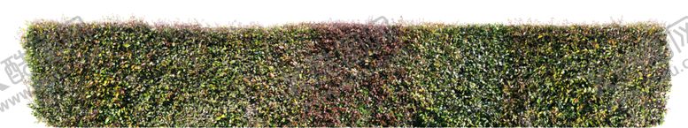 编号：57690109090528427154【酷图网】源文件下载-免扣植物素材