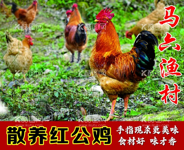 编号：84555711250541144890【酷图网】源文件下载-散养红公鸡