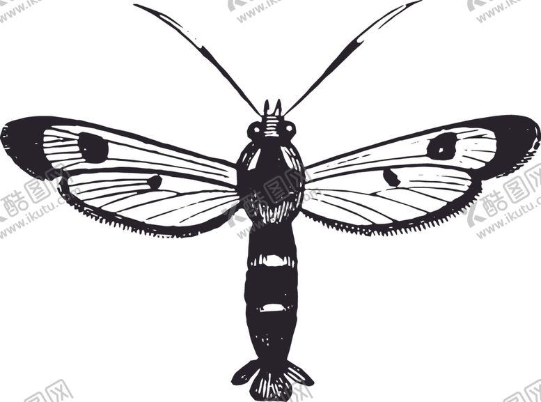 编号：71287311010113031694【酷图网】源文件下载-自然昆虫蝴蝶标本插画