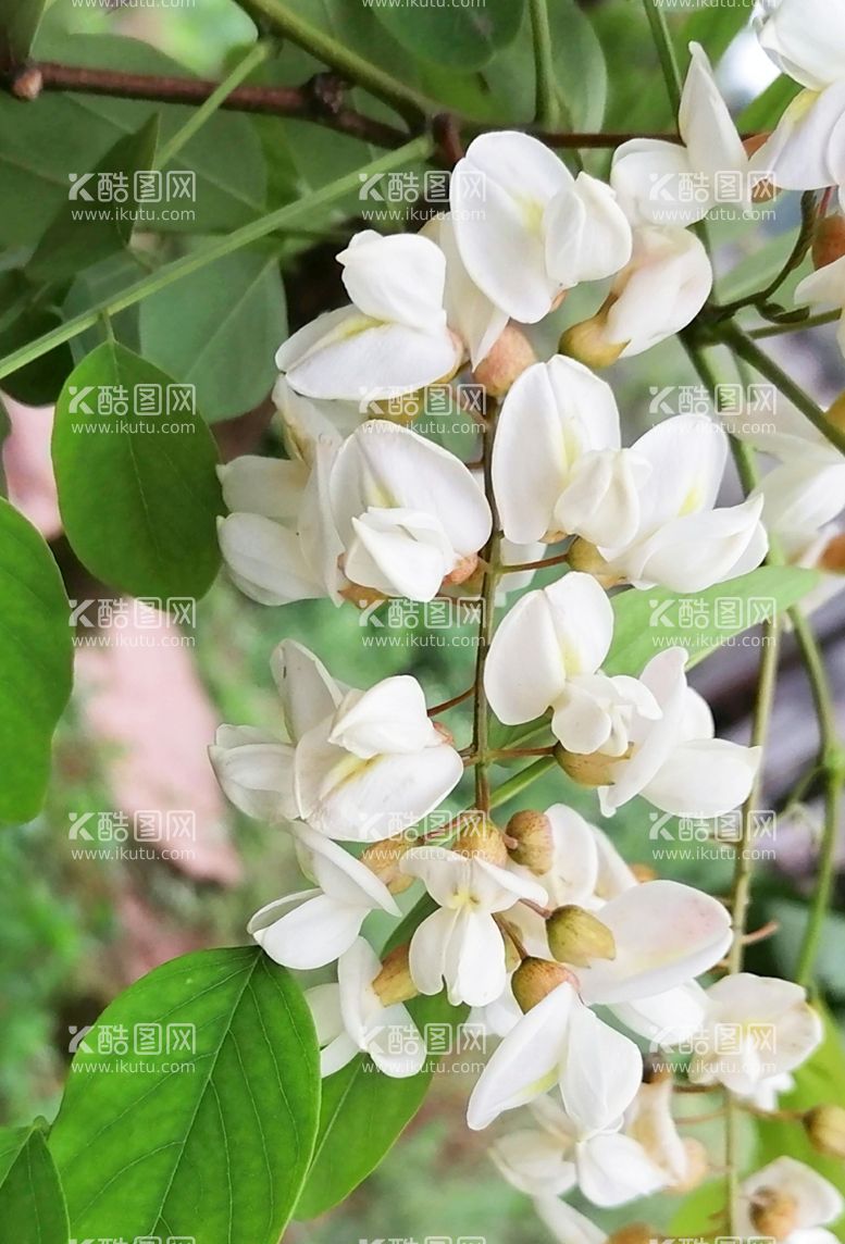 编号：31247612250603287519【酷图网】源文件下载-洋槐树花 白花 花朵 春天