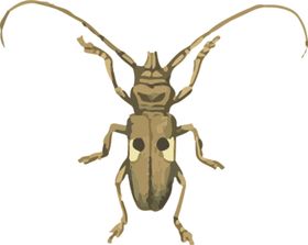 长须甲虫昆虫插画