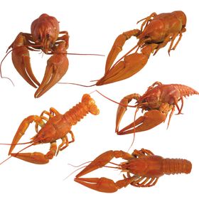 大龙虾
