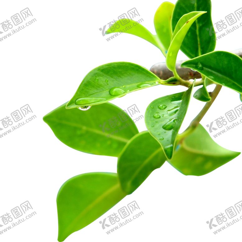 编号：26101804190536433703【酷图网】源文件下载-露水茶叶