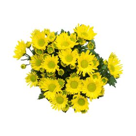 菊花装饰