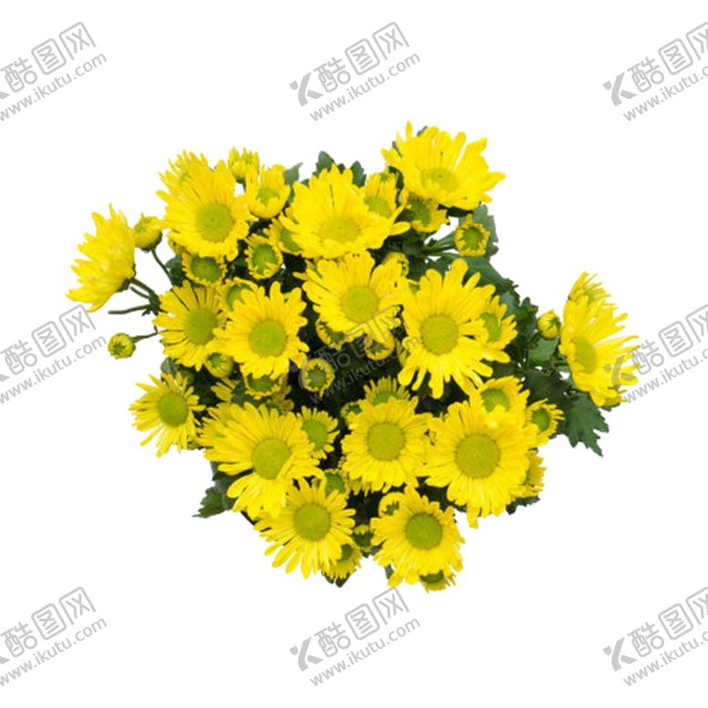 编号：60316805150640096444【酷图网】源文件下载-菊花装饰