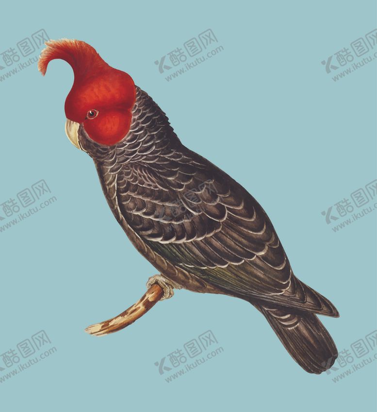 编号：90826505110237237125【酷图网】源文件下载-鸟类插画