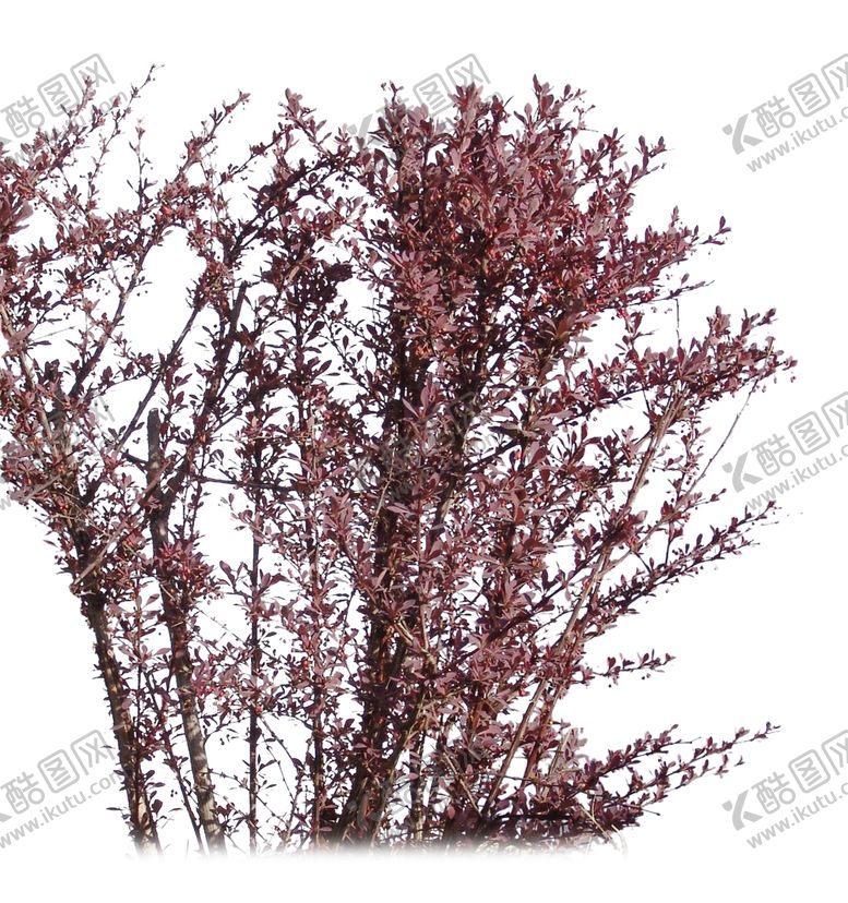 编号：77993809142100465321【酷图网】源文件下载-红叶李