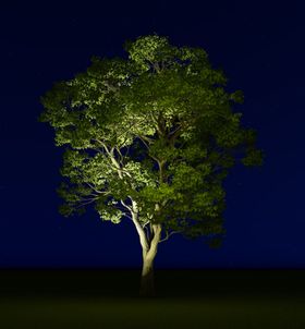 夜景树