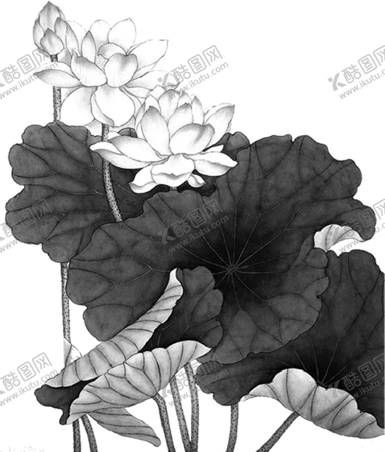 编号：16382210290839257364【酷图网】源文件下载-水墨荷花粉色荷花荷花意境