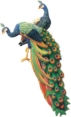 孔雀