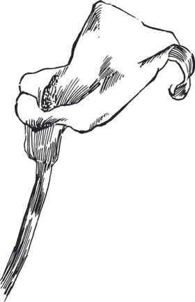 素描鲜花
