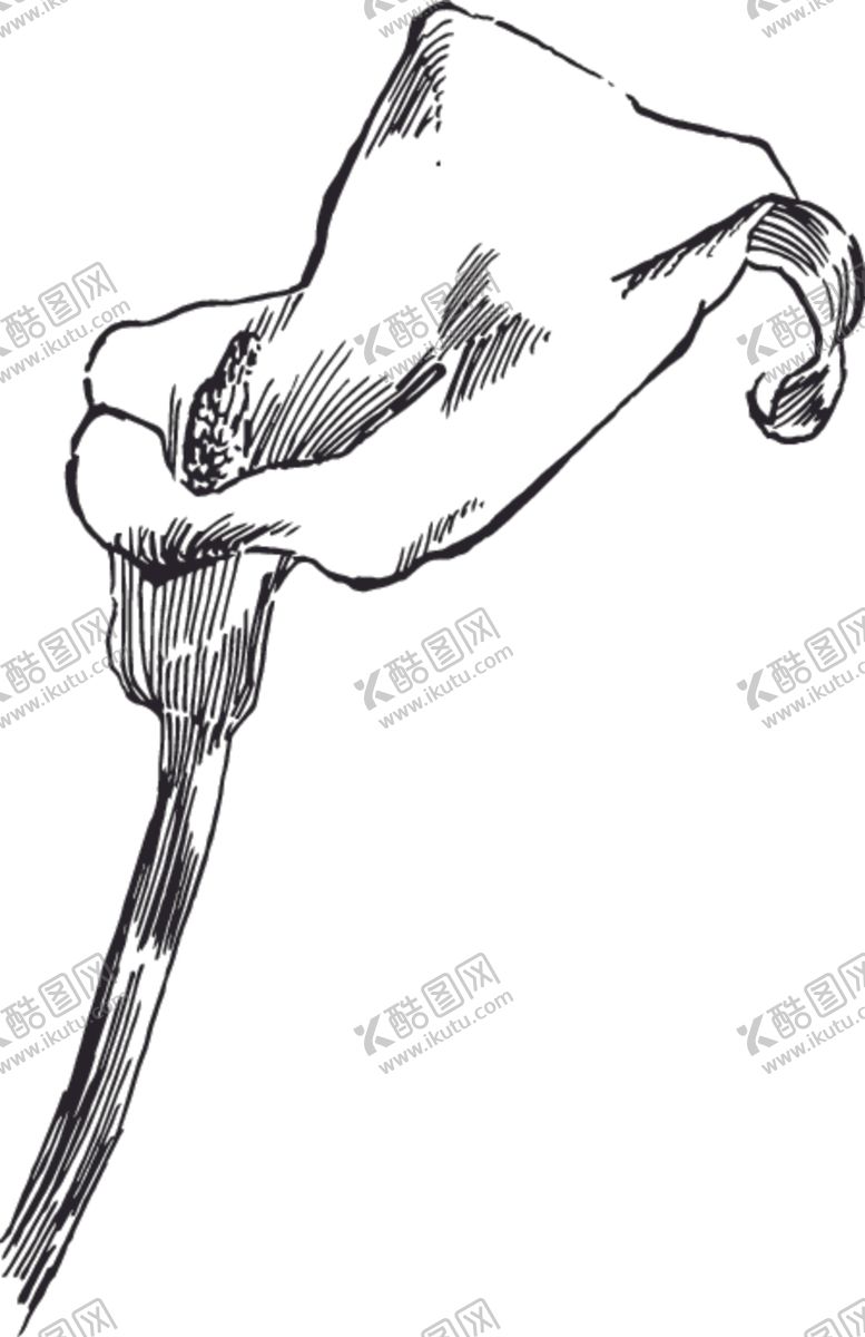 编号：91621806262237488445【酷图网】源文件下载-素描鲜花