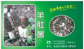 菌7菇类标签
