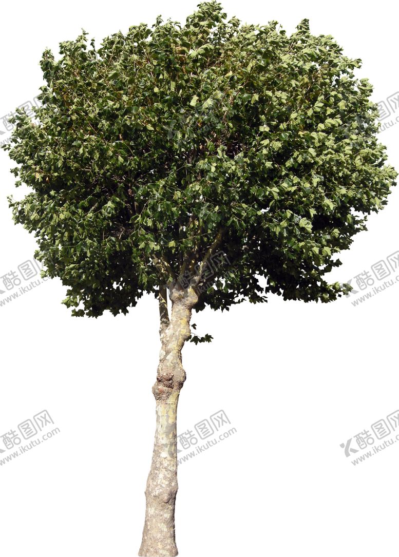 编号：51723809100140495062【酷图网】源文件下载-免扣树木素材