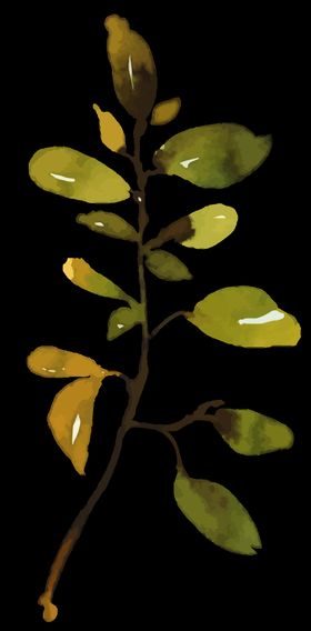 小清新水彩植物树枝