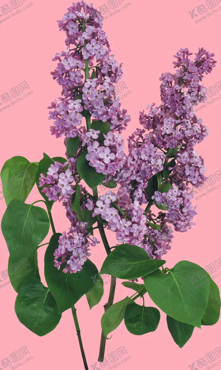编号：56201410071432151725【酷图网】源文件下载-丁香花