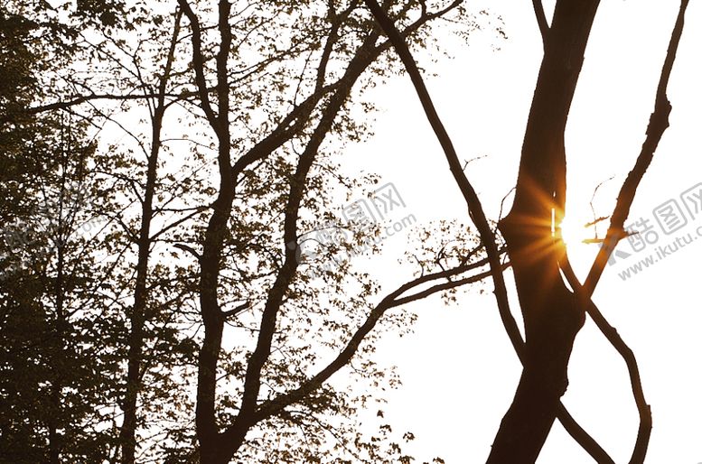 编号：94878110100430145580【酷图网】源文件下载-前景树