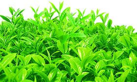 茶叶