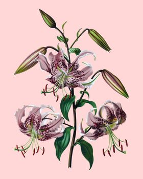 花卉植