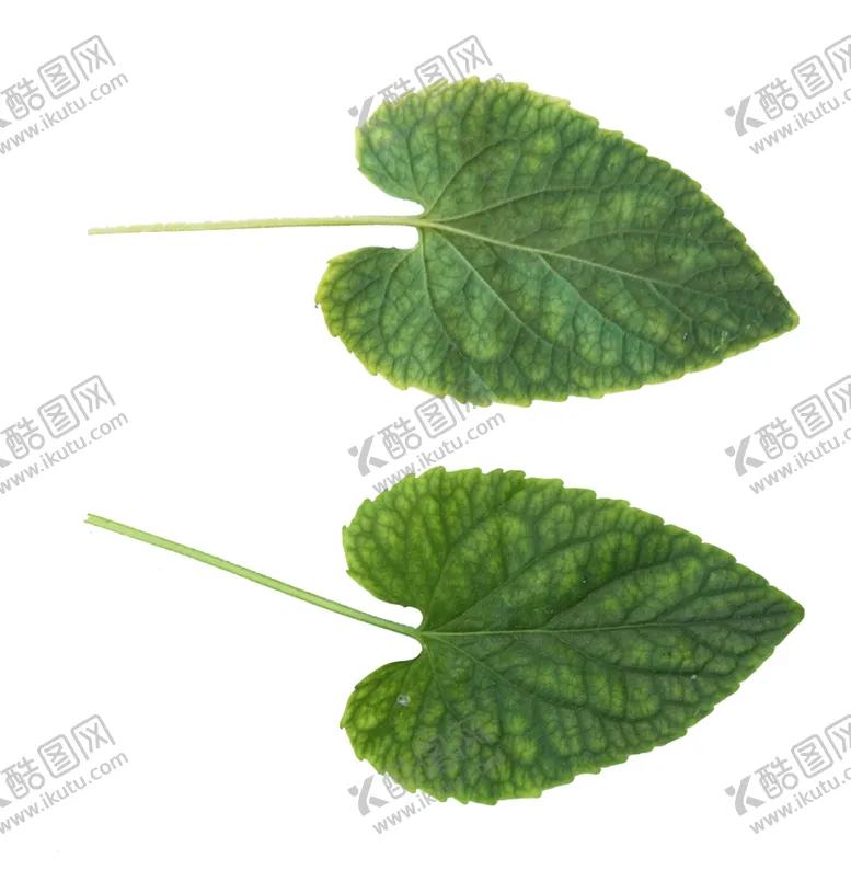 编号：38958101311403451593【酷图网】源文件下载-绿叶 png 植物 矢量图  
