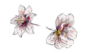手绘抽象花