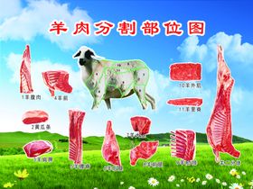 羊分割部位示意图