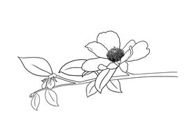 茶花
