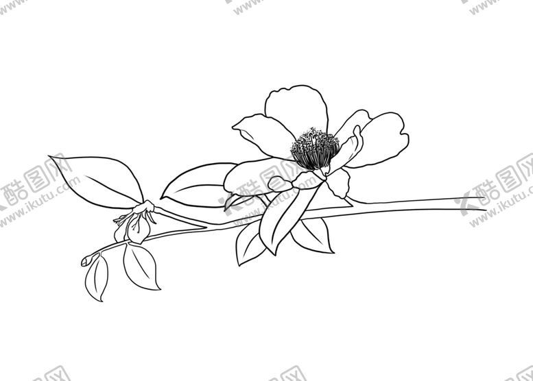 编号：59517306171240115373【酷图网】源文件下载-茶花