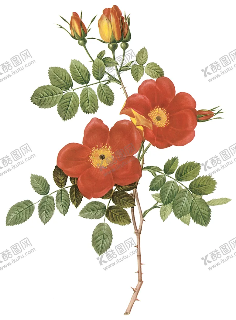 编号：86207507020433339505【酷图网】源文件下载-植物花卉油画装饰画