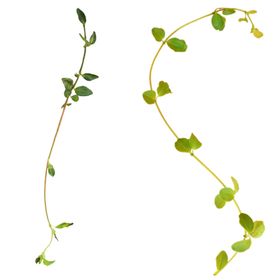 植物