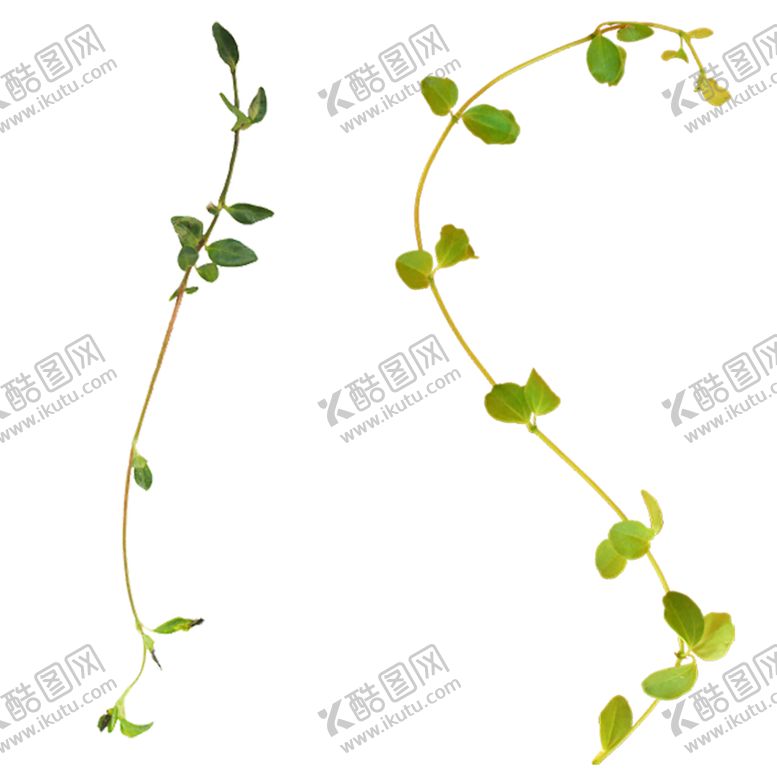 编号：94459006290130364766【酷图网】源文件下载-植物