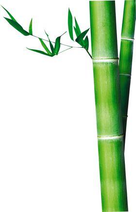 竹子竹叶