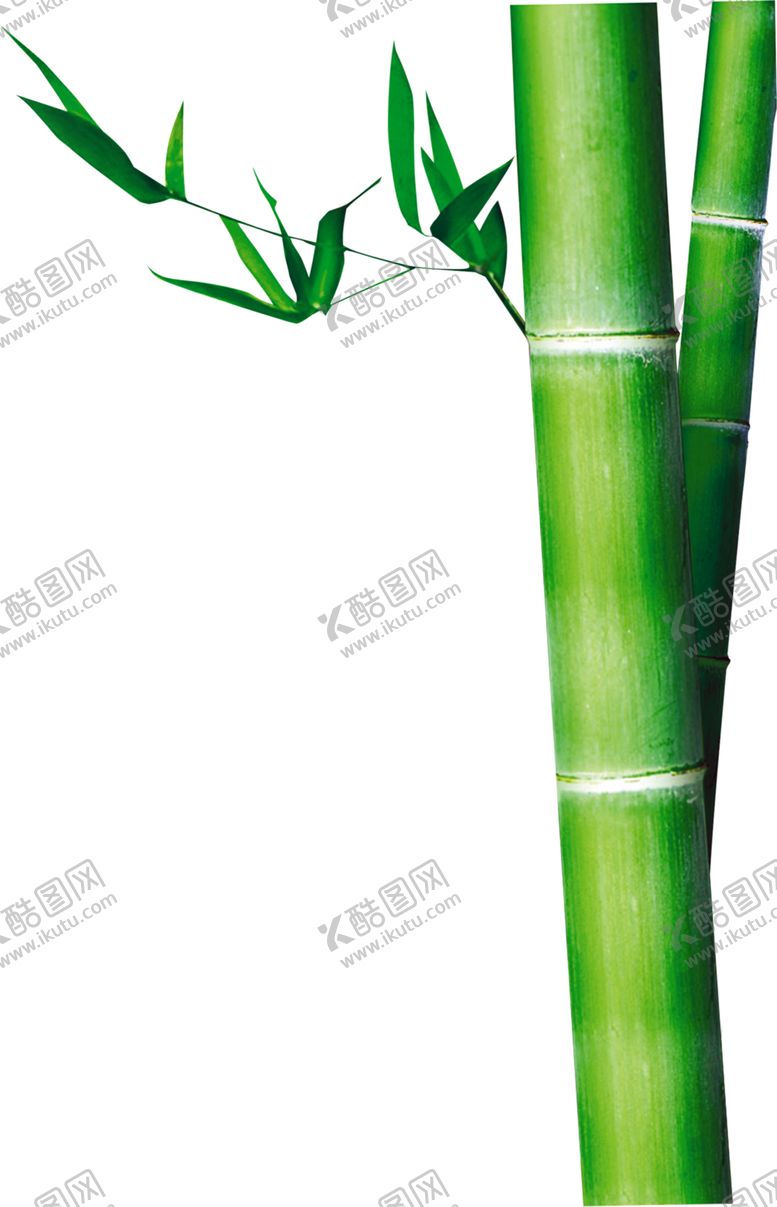 编号：17863910281712503958【酷图网】源文件下载-竹子竹叶