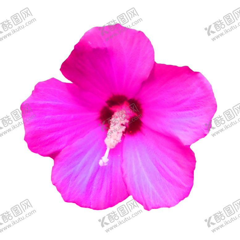 编号：22041405121135185669【酷图网】源文件下载-鲜花装饰