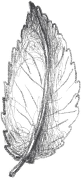 玫瑰花素叶片描绘画