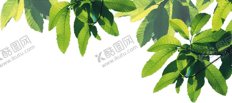编号：83774907032315251170【酷图网】源文件下载-绿色植物