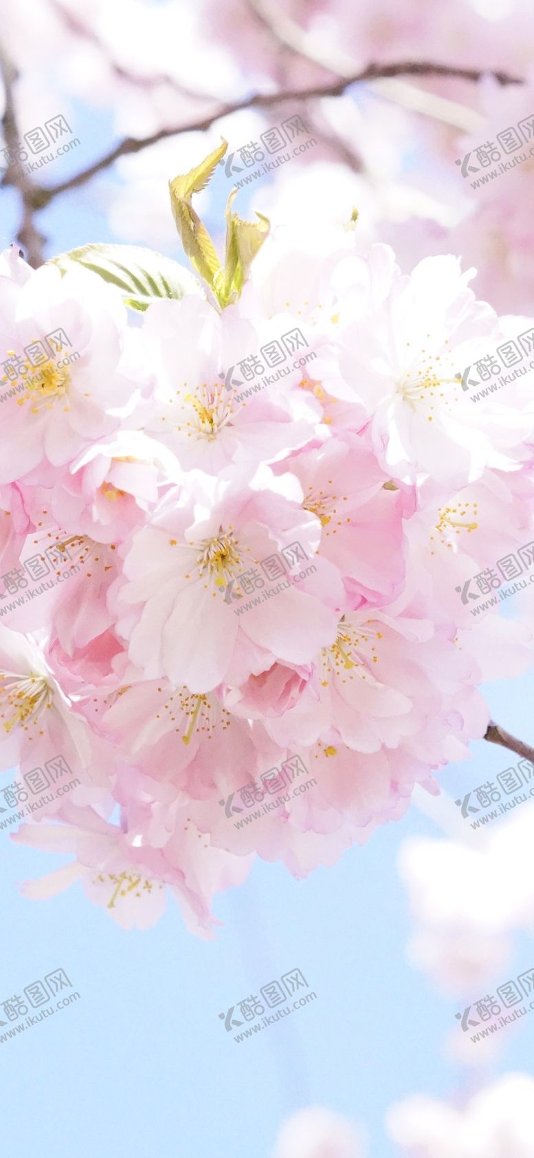 编号：57979205140205427093【酷图网】源文件下载-手机壁纸