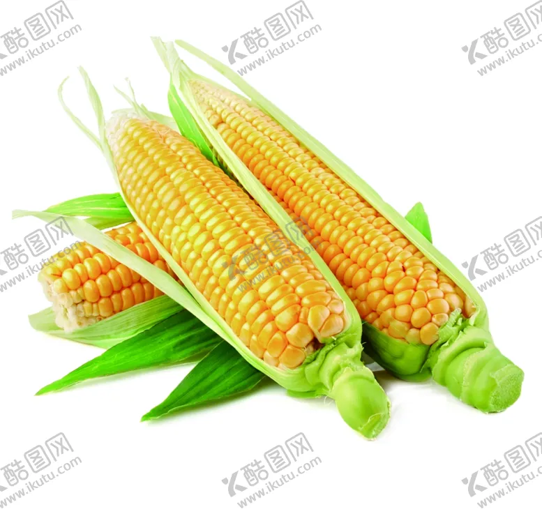 编号：43262205031952478105【酷图网】源文件下载-玉米