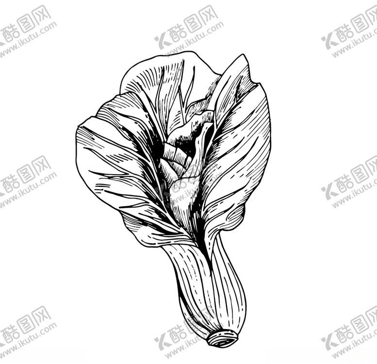 编号：70105307061144453342【酷图网】源文件下载-蔬菜