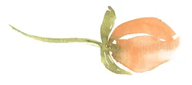 水彩花卉png图植物框抠图