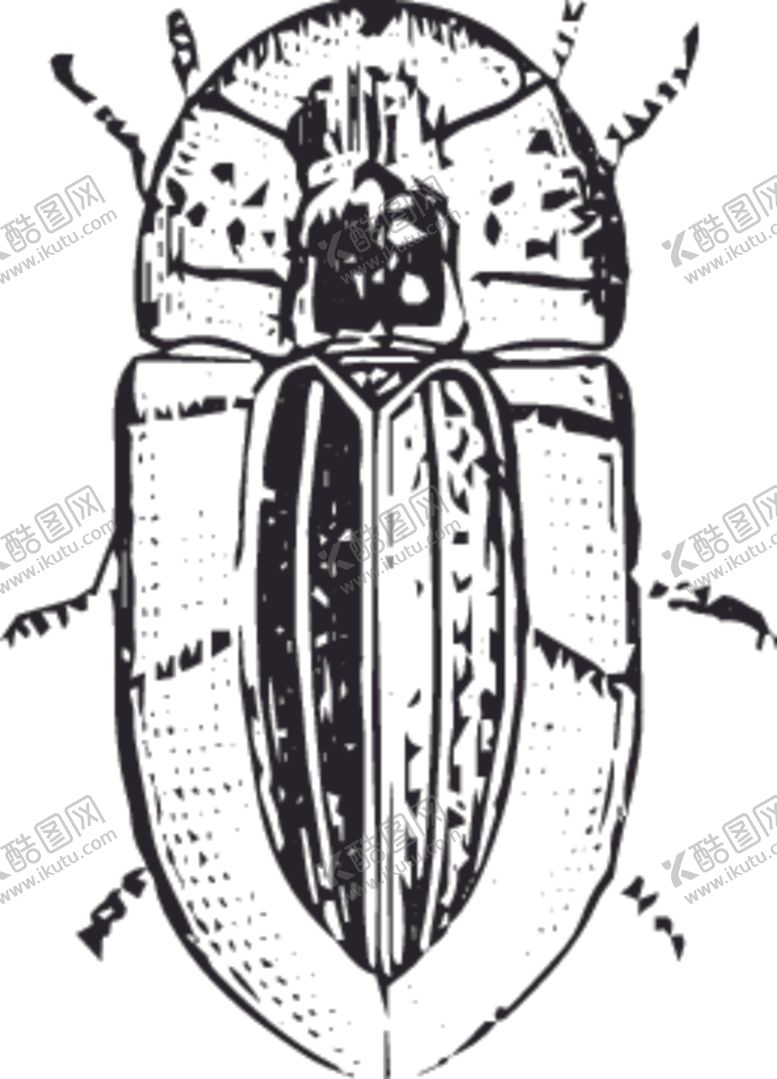 编号：89733610210203033597【酷图网】源文件下载-自然昆虫标本插画