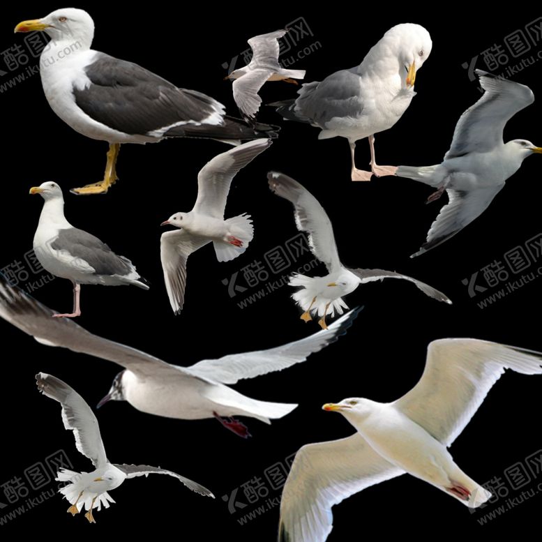编号：27974409082348154773【酷图网】源文件下载-海鸥png免扣图片