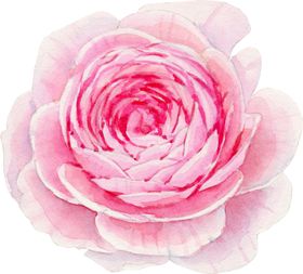 玫瑰花装饰素材