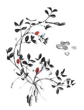 花生苗